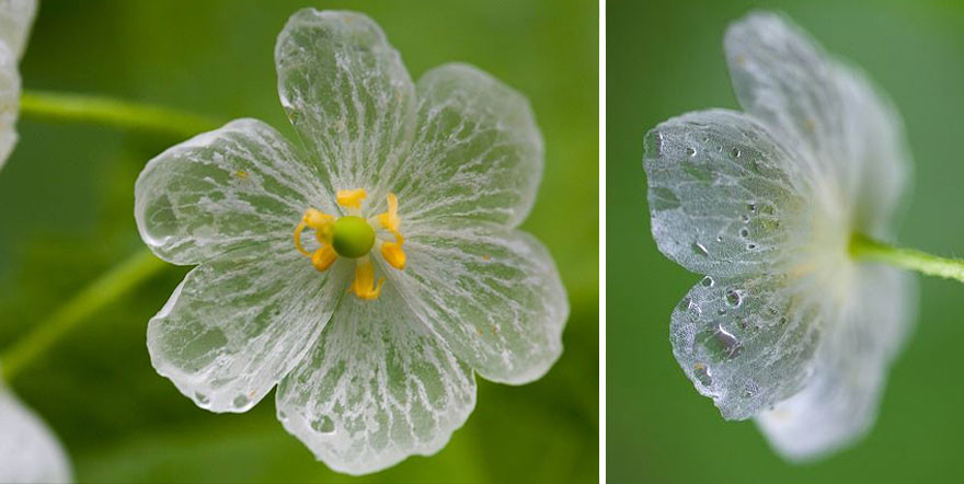 Цветок, становящийся прозрачным под дождем