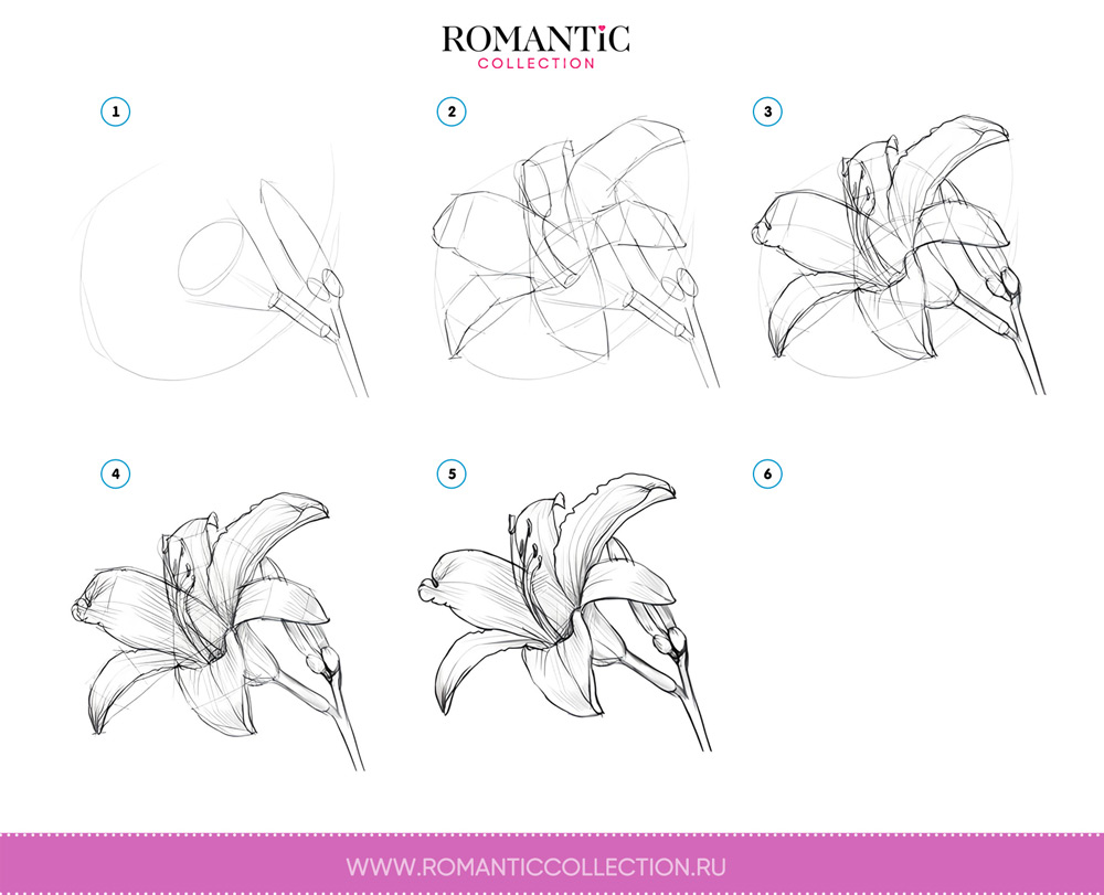Как нарисовать лилию