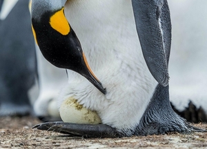 Как «рожают» и выхаживают своих детей пингвины: трогательные фото