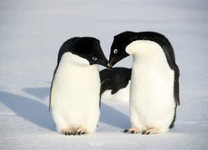 Предложение  руки у пингвинов