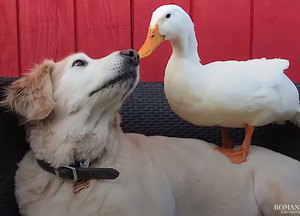 Видео: Трогательная дружба животных