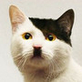 Аватар пользователя Cat Basilio