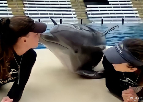 Видео: Дельфин, который умеет целоваться