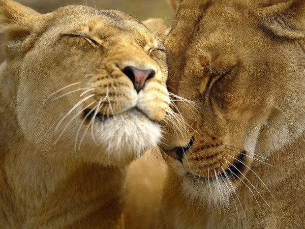 Обои о любви: Влюблённые львы