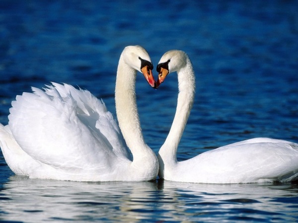 Обои о любви: Лебеди