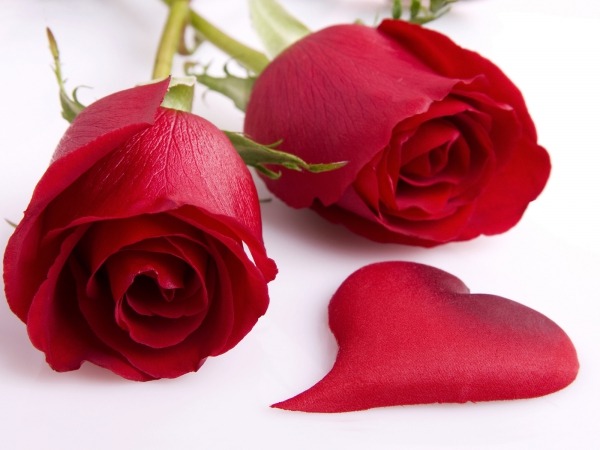 Обои о любви: Красные розы