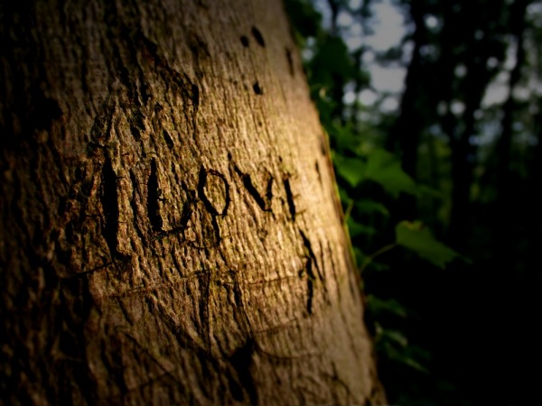 Обои о любви: Надпись на дереве