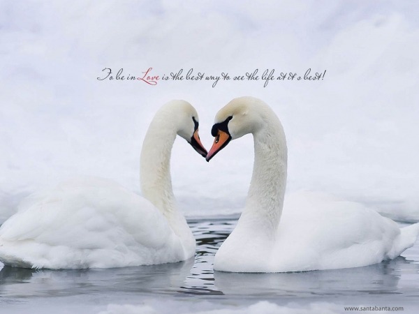 Обои о любви: Лебединая верность