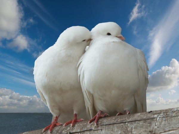 Обои о любви: Влюбленные голуби
