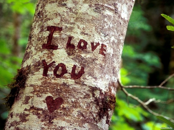 Обои о любви: Надпись на дереве I love you
