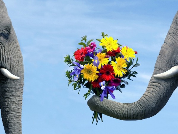 Обои о любви: Букет цветов для любимой