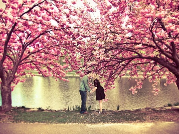 Обои о любви: Поцелуй в цветущей сакуре