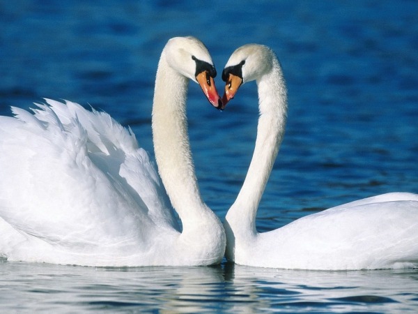 Обои о любви: Влюбленные лебеди