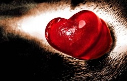 Обои о любви: Алое сердце