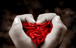 Обои о любви: Сердце из лепестков