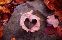 Обои о любви: Осенний листочек