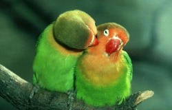 Обои о любви: Влюбленные попугайчики