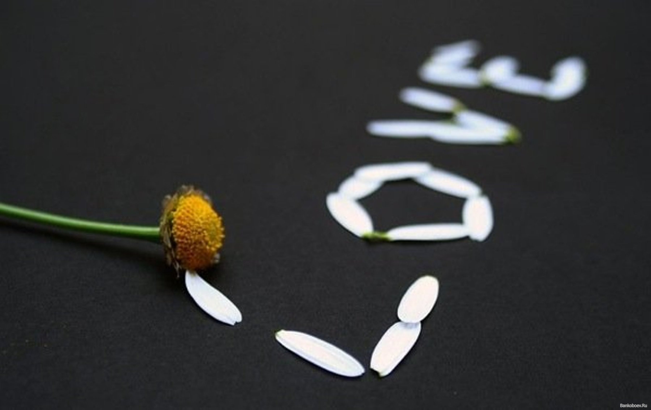 ромашки с надписями. романтический мужчина. сериал белая черемуха. лепестки роз. любви последней лепестки.